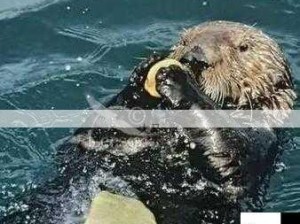 海洋工程师，探秘海獭别具一格的水下睡眠奥秘