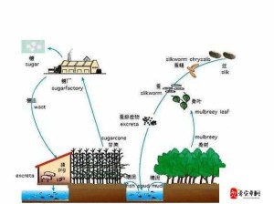 垂钓宗师揭秘鱼塘饲养技巧 成为养鱼高手的必备全攻略